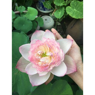 củ sen super lotus