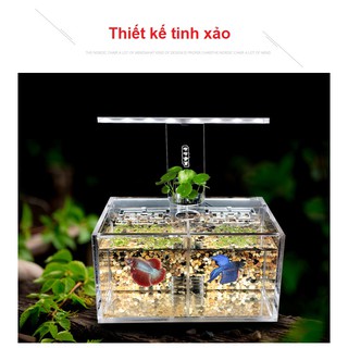 Bể cá betta 2 ngăn trong suốt