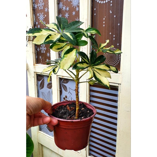 Cây GIA VỊ cây ngũ gia bì  trồng trong chậu nhựa