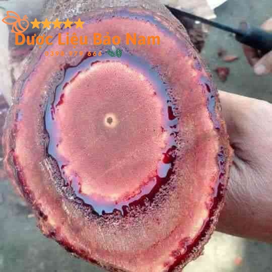 Cây cỏ máu, cỏ béo tăng cân dược liệu quý tại rừng già Sìn Hồ Lai Châu -1kg