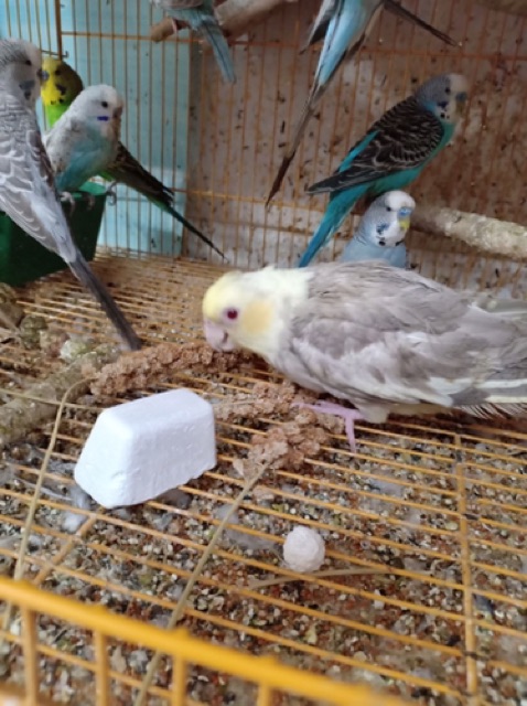 1 Viên khoáng cho vẹt sinh sản , bổ sung canxi..