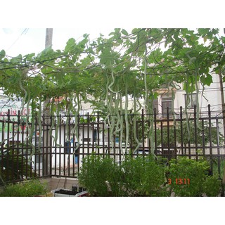 Hạt Giống Mướp Rắn