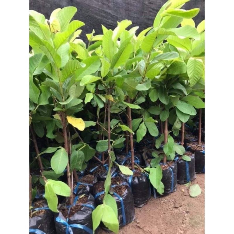 CÂY GIỐNG ỔI NỮ HOÀNG 6 THÁNG CHO QUẢ