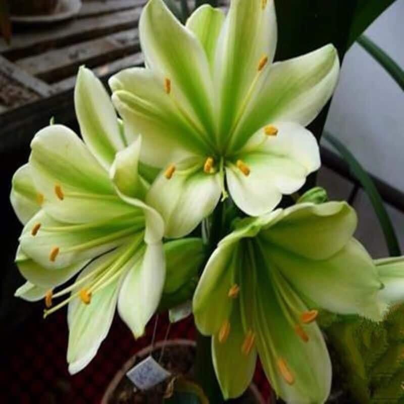 Củ hoa lan quân tử Chơi tết