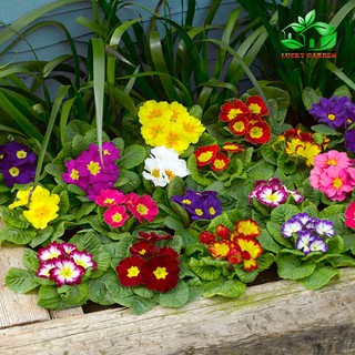 Hạt giống Hoa Báo xuân Mix – 30Hạt