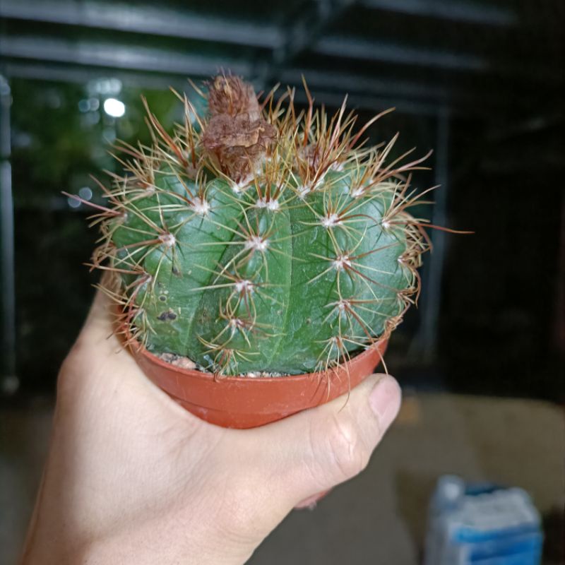 Sale 50%- Xương Rồng Parodia chậu to rất sai hoa.