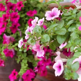 Hạt giống hoa dạ yến thảo