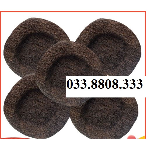 [Ảnh thật] 4  DỚN TRỒNG LAN (DỚN ĐĨA) - Chuyên dùng ghép lan
