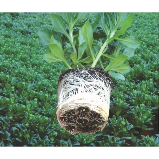Peatmoss hiêu terraeden cho terrarium, bán cạn túi 1L loại khô độ ẩm thấp