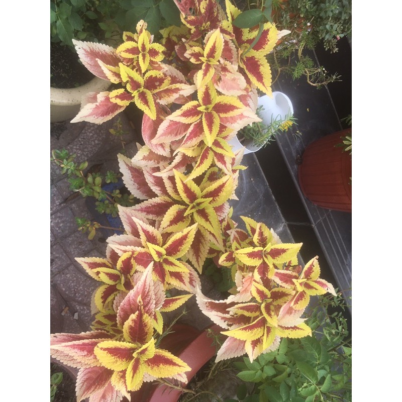 Cây lá gấm bầu đất không chậu