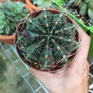 3 Cây Xương Rồng Gymno