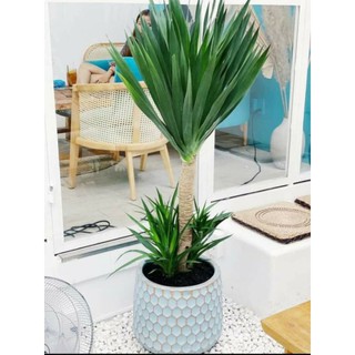 PHÁT TÀI NÚI lá nhuyễn