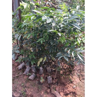 cây móc mật giống