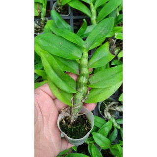 Hoa phong lan phi điệp lá mít gieo hạt
