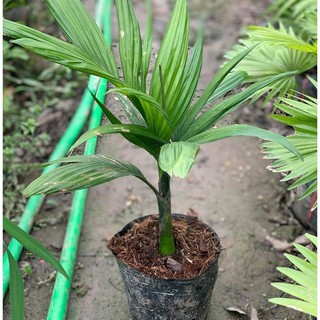 COMBO 3 CÂY CAU LÙN TỨ QUÝ