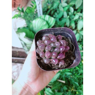 Kim Cương Copi Hàng Bán Chạy