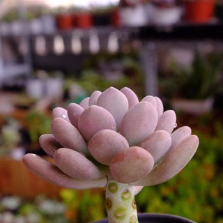 Sỏi mập tím lớn
