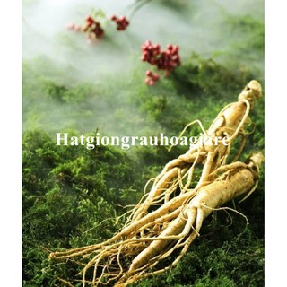 Hạt giống cây Nhân sâm tặng kèm kích mầm