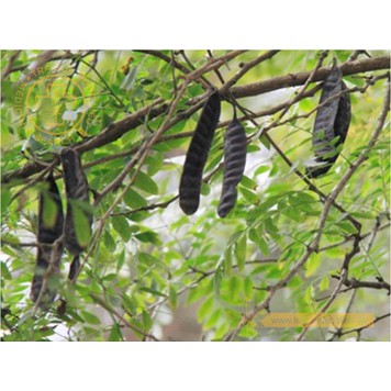 Trái bồ kết khô 100g