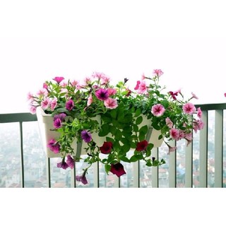 HẠT GIỐNG DẠ YẾN THẢO MIX MÀU