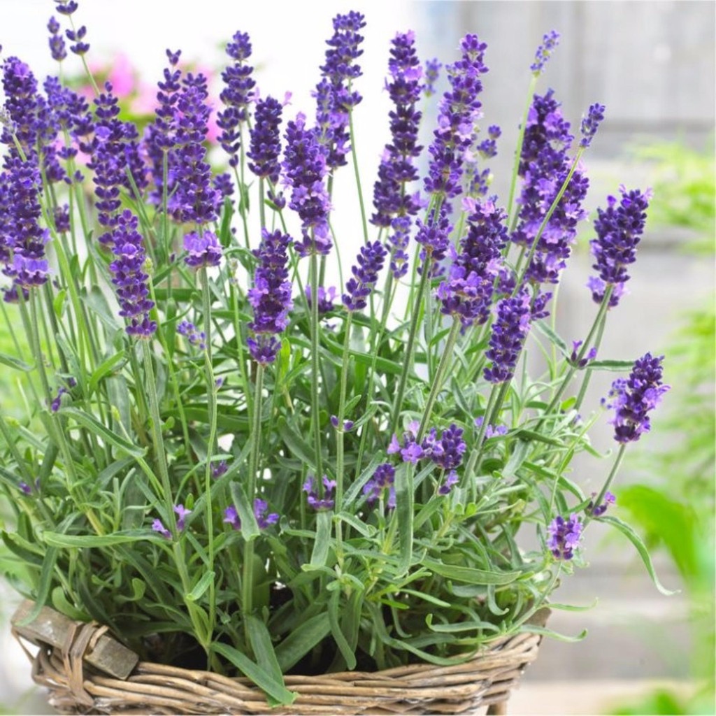 [GIÁ GỐC] Hạt Giống Hoa Oải Hương ( Lavender) - 50 hạt