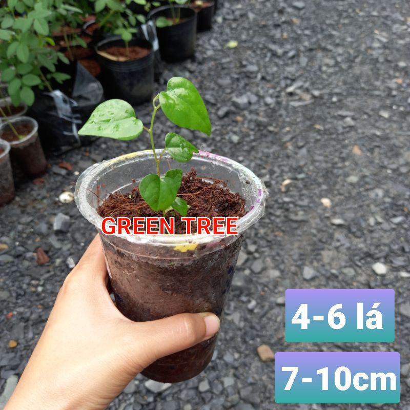 Cây giống sương sâm láng trồng từ hạt