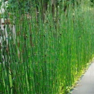 Cây thuyền trúc thuỷ sinh - số lượng 1 bó như hình cuối nhưng cây sẽ to hơn