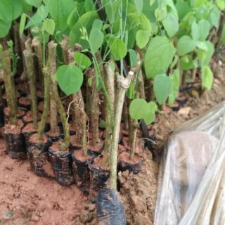 Cây bò khai giống tác dụng dùng để ăn lá