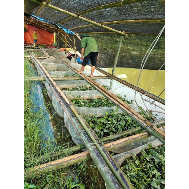 Tráng ,lồng , vèo nuôi ốc nhồi - loại mới nở đến hạt lạc sản phẩm tốt 121