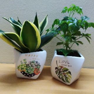 Cây Hạnh Phúc