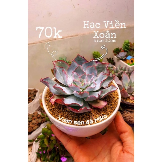 SEN ĐÁ HẠC VIỀN XOẮN SIZE 10CM LỖI 1 ĐỀN 1