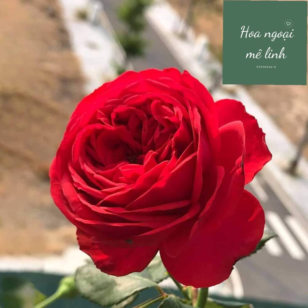 Hoa hồng ngoại red apple sắc đỏ tươi siêu đẹp-Hoangoaimelinh