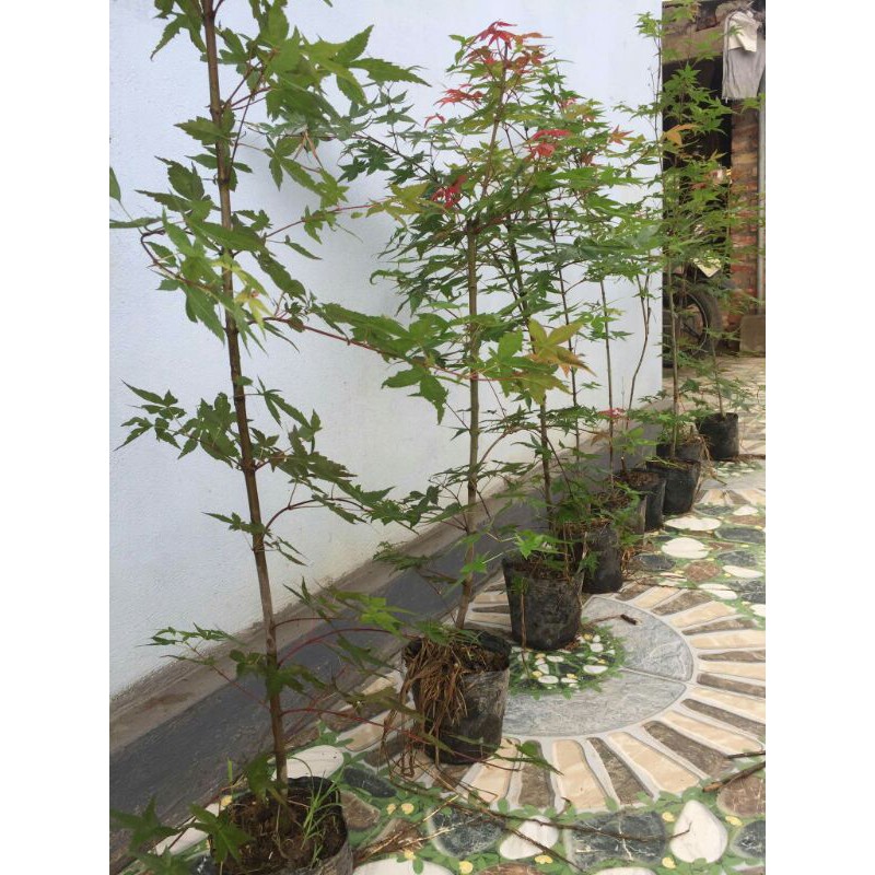 Cây Phong Nhật Bản Combo x2