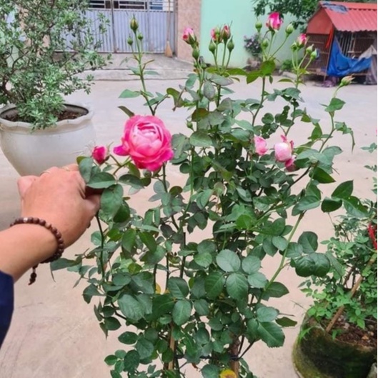 Hoa hồng ngoại Lady Candle rose hồng sọc trộn trắng – Vẻ đẹp lôi cuốn mọi người yêu hoa - Vườn Hoa Melinhrose