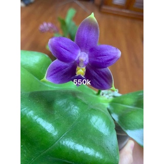 Hồ điệp vân thơm cây đang ngồng hoa