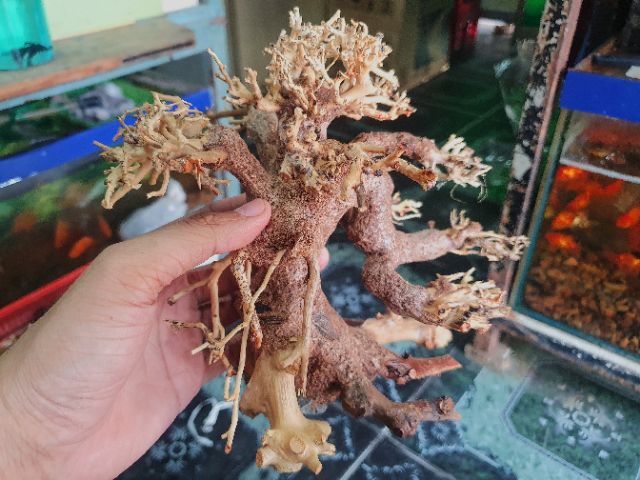 CÂY BONSAI CÓ TÁN TRANG TRÍ HỒ CÁ THỦY SINH NON BỘ 20x10x10cm