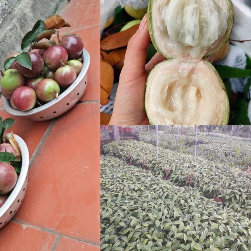 2 cây vú sữa giống gieo hạt Ngagarden