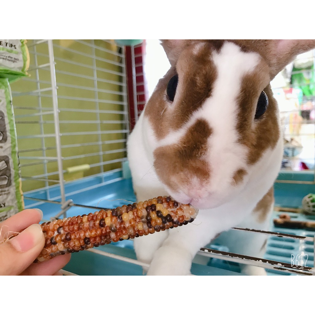 [ 1 TẶNG 1 ] bắp ngọt YEE mài răng siêu tốt dành cho hamster /sóc /thỏ /bọ /chinchila