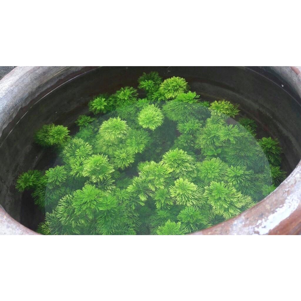 Cây cắt cắm - Tiểu Bảo Tháp