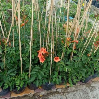 Cây đăng tiêu (dây leo) tặng kèm phân bón