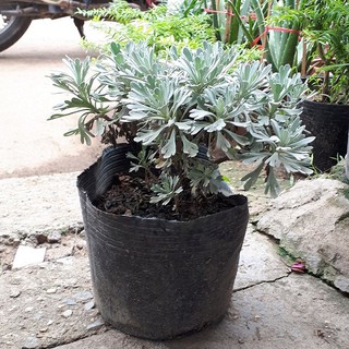 Cây cúc mốc giống chất lượng cao khỏe đẹp - CÂY TRỒNG VIỆT