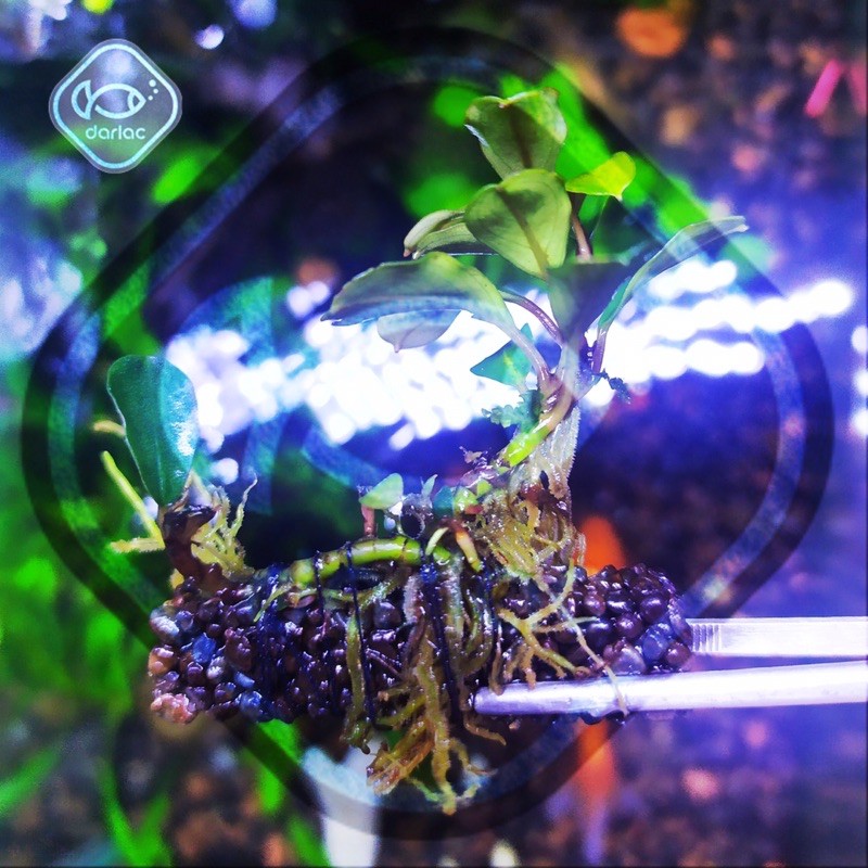 - trồng Bucep, Ráy Nana Pite - Darlac's Aquaria