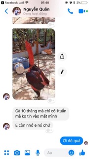 🐔Om bóp dày da cho chiến kê