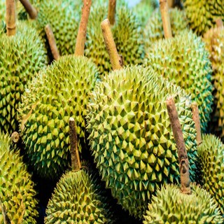 Cây giống sầu riêng Musang King