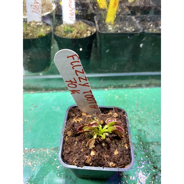 Cây bẫy kẹp fuzzy tooth, venus flytrap fuzzy tooth