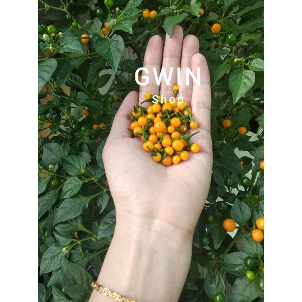 20 quả ớt Peru-Aji Charapita (tặng thêm 5 quả)
