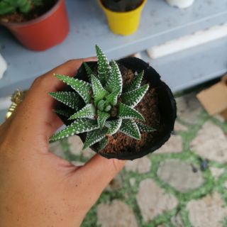 móng rồng - sen đá