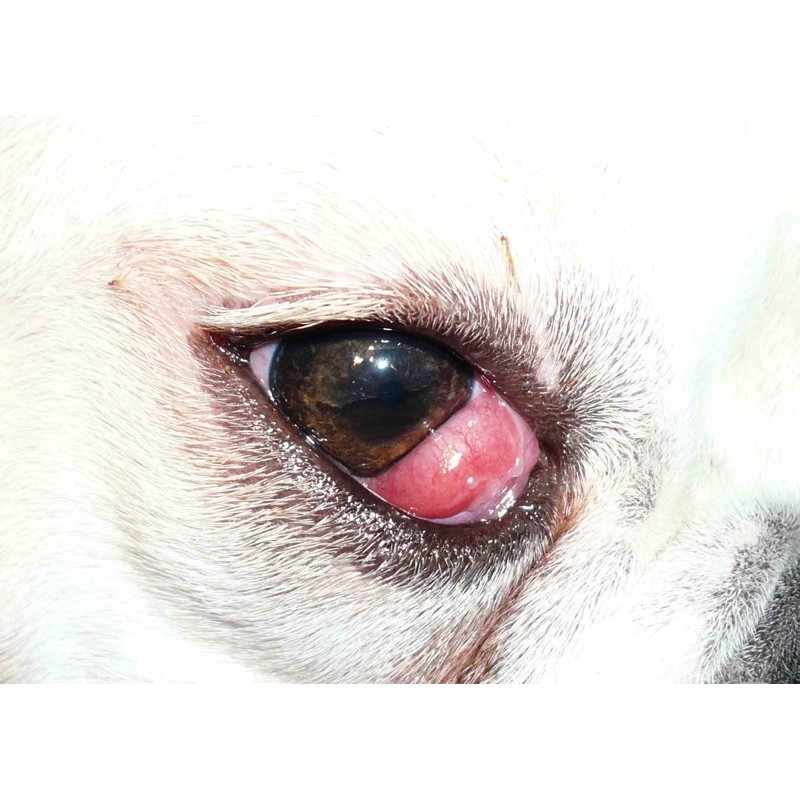 Thuốc nhỏ mắt đặc trị cho chó mèo