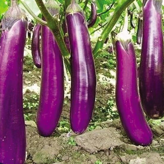 (2Gam) Hạt giống cà tím F1 quả dài CALI cây khỏe, cho trái nhiều