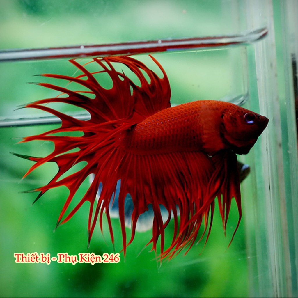 Thiết bị - Phụ Kiện 246